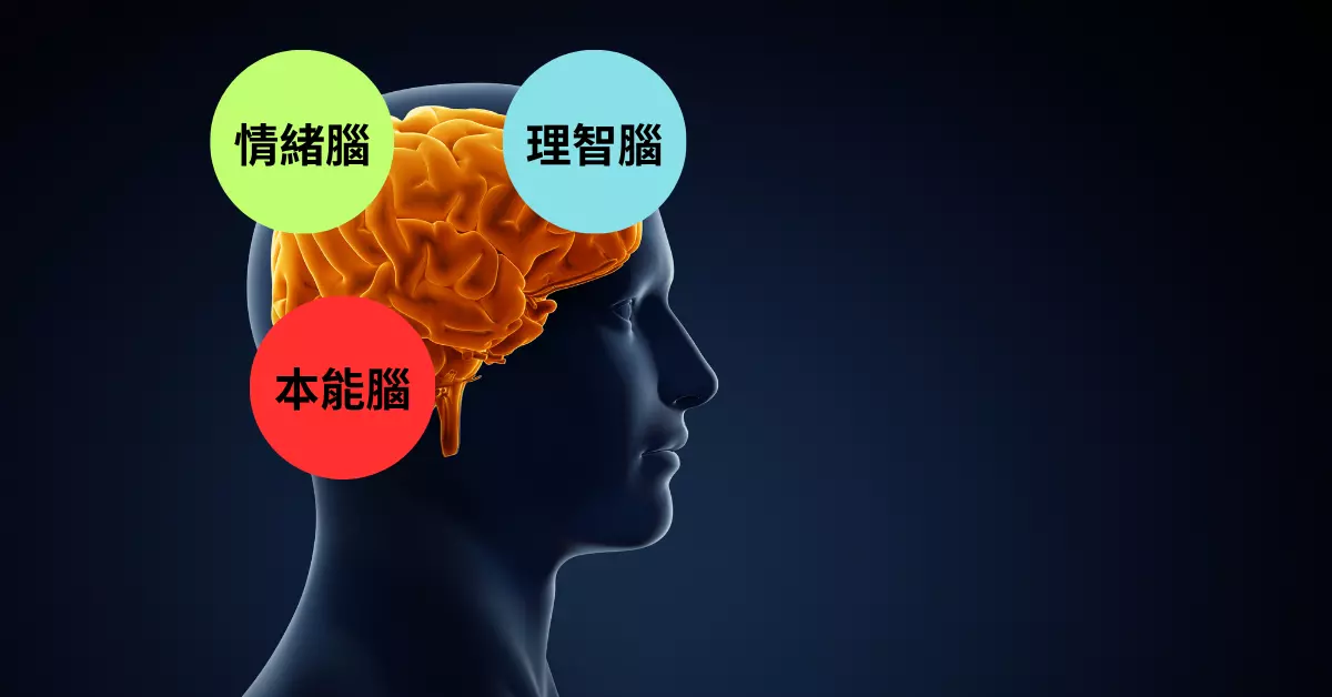 三重大腦
理智腦
情緒腦
本能腦
前額葉皮質
